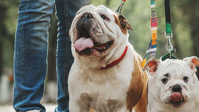 The Poop, Scoop & Loop Guide: How to Dispose of Dog Poop Responsibly