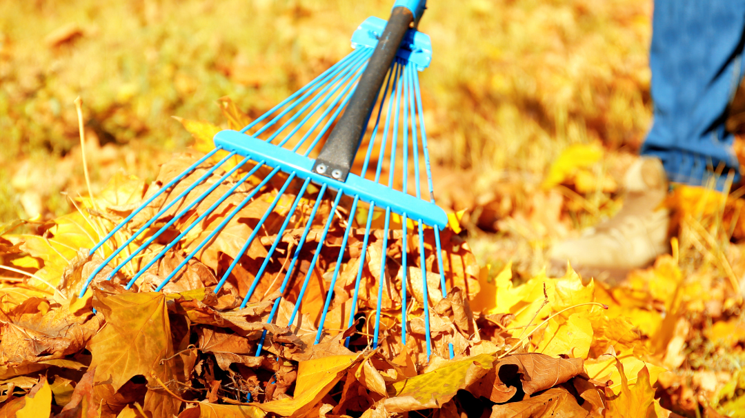 Person raking fall colored leaves.