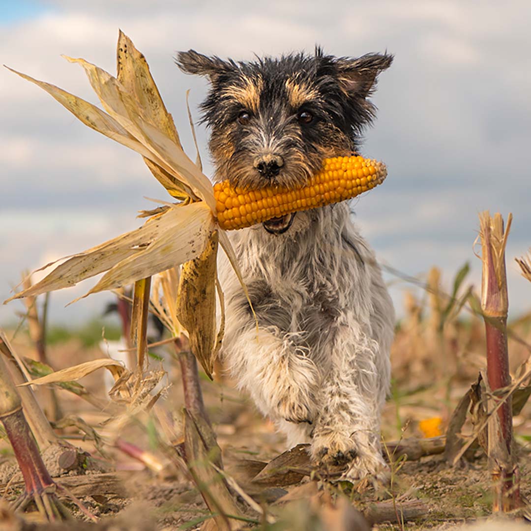 Small dog running through a cornfield while holding an ear of corn in its mouth, symbolizing nature, playfulness, and sustainability. The image reflects eco-friendly themes, including the use of biodegradable garbage bags and plant-based materials such as corn in compostable products.