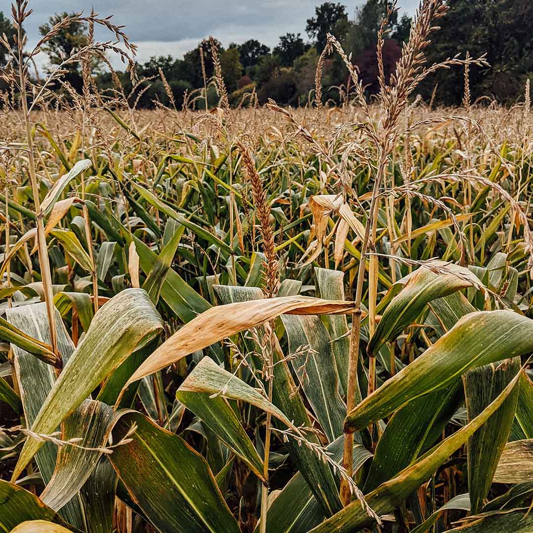 Close-up of a cornfield with mature corn stalks under an overcast sky, symbolizing the natural source of plant-based materials used in biodegradable garbage bags and compostable bin bags. The image highlights sustainable farming and the use of renewable resources in responsible products.