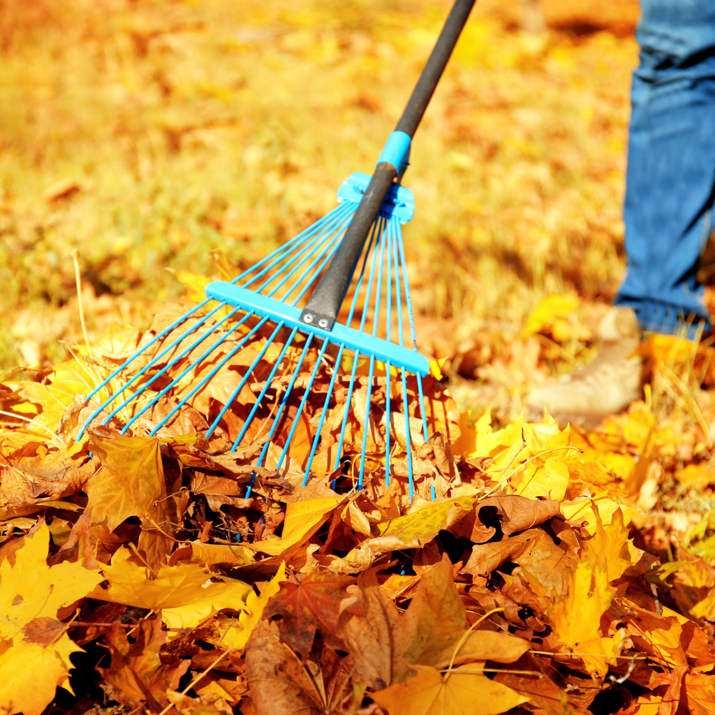 Person raking fall colored leaves.