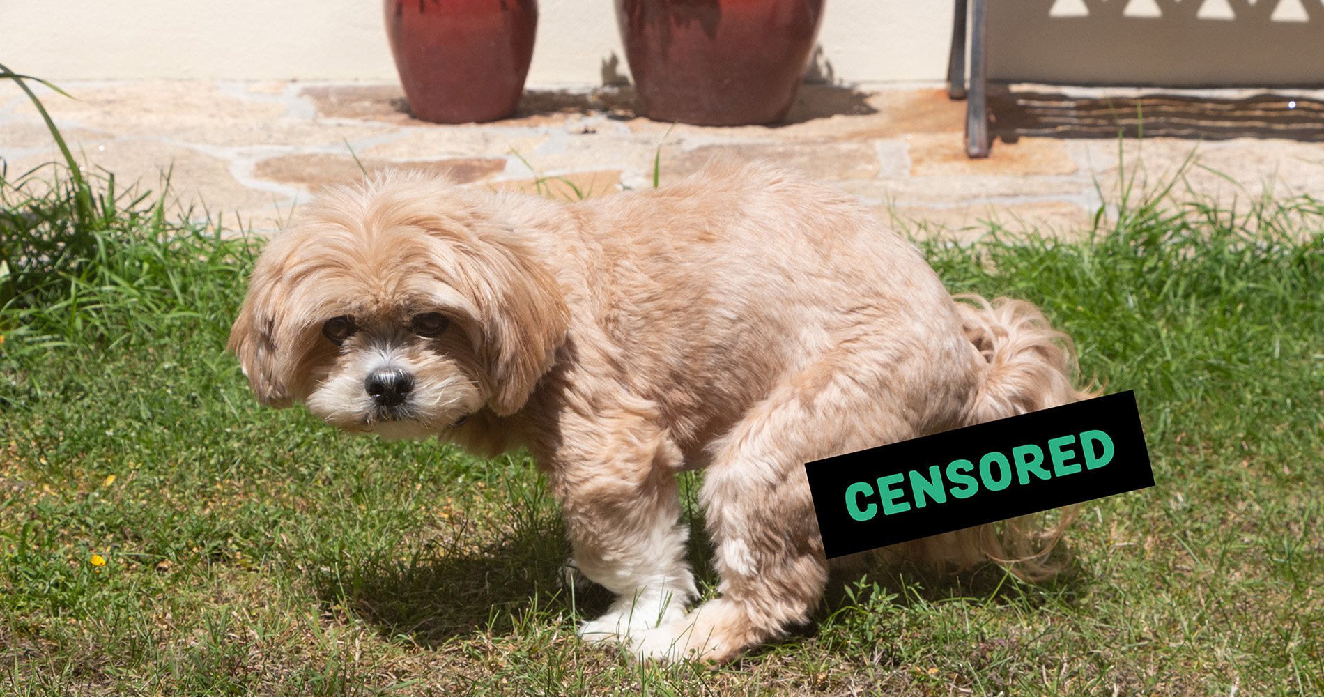 PET POOP BAGS